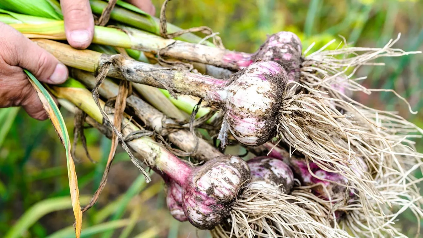 Így ültesd a fokhagymát hogy jövőre hatalmas fejekkel teremjen