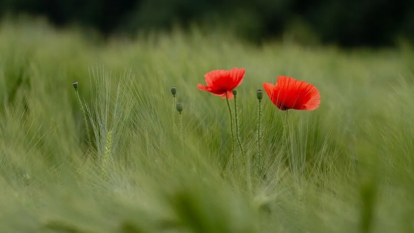 Íme az előrejelzés a hosszú hétvége időjárásáról