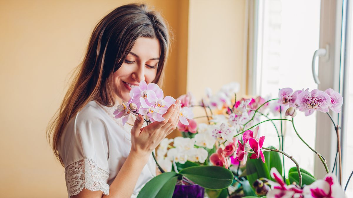 Így lesz ismét csodaszép az orchidea, ha az összes virága lepotyogott