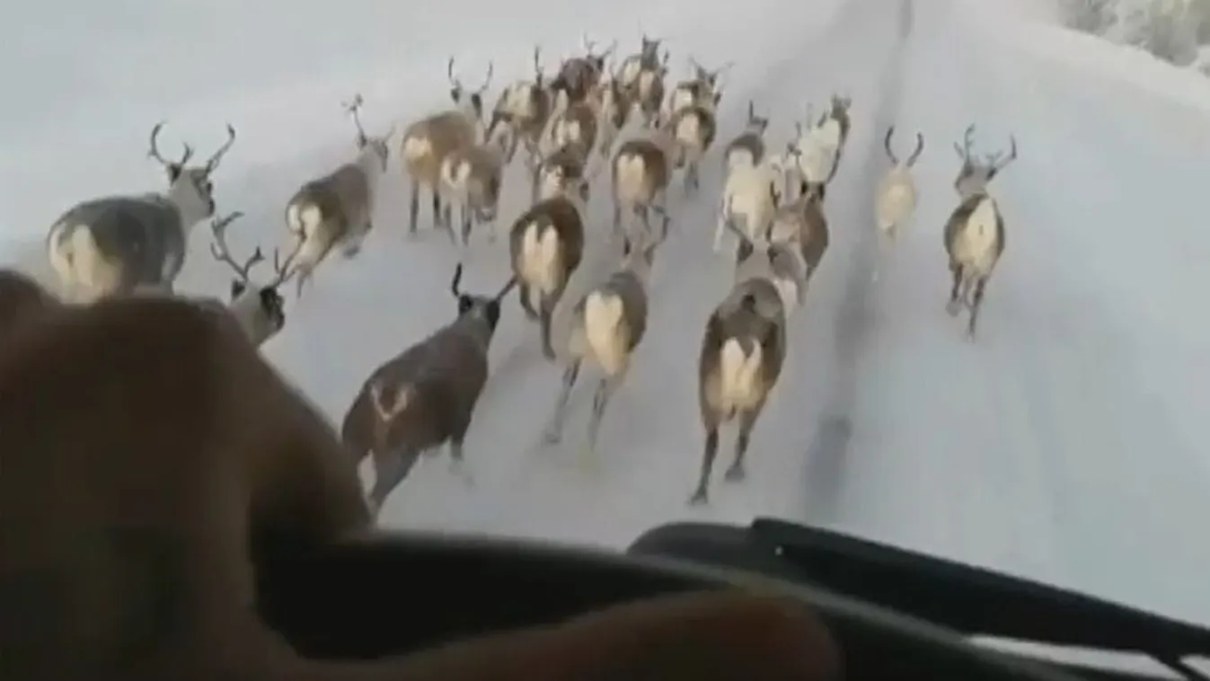 Őrült kamionos kergette a rénszarvasokat - Videó!