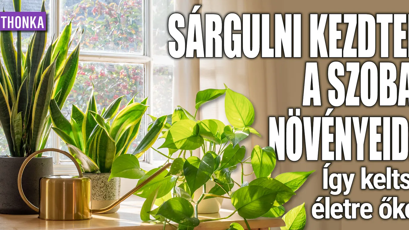 Elkezdtek sárgulni a szobanövényeid? Így keltsd életre őket