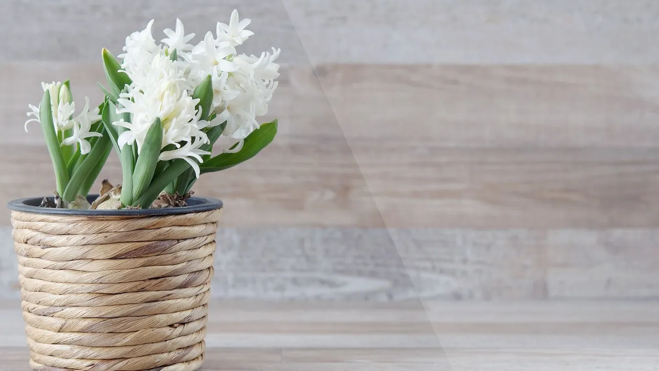 Igy lehet karácsonyra virágzó tulipánod, jácintod