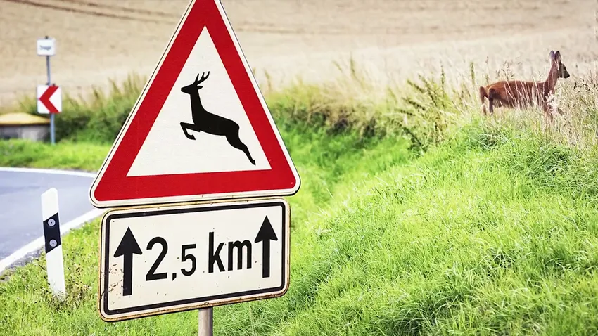 Így kerülheted el a vadbaleseteket