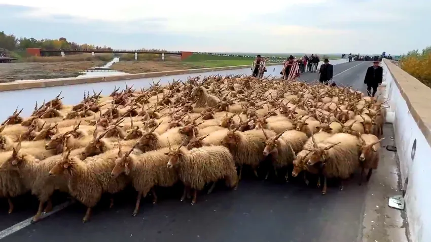 Szent Dömötör-napi Behajtási Ünnep a Hortobágyon