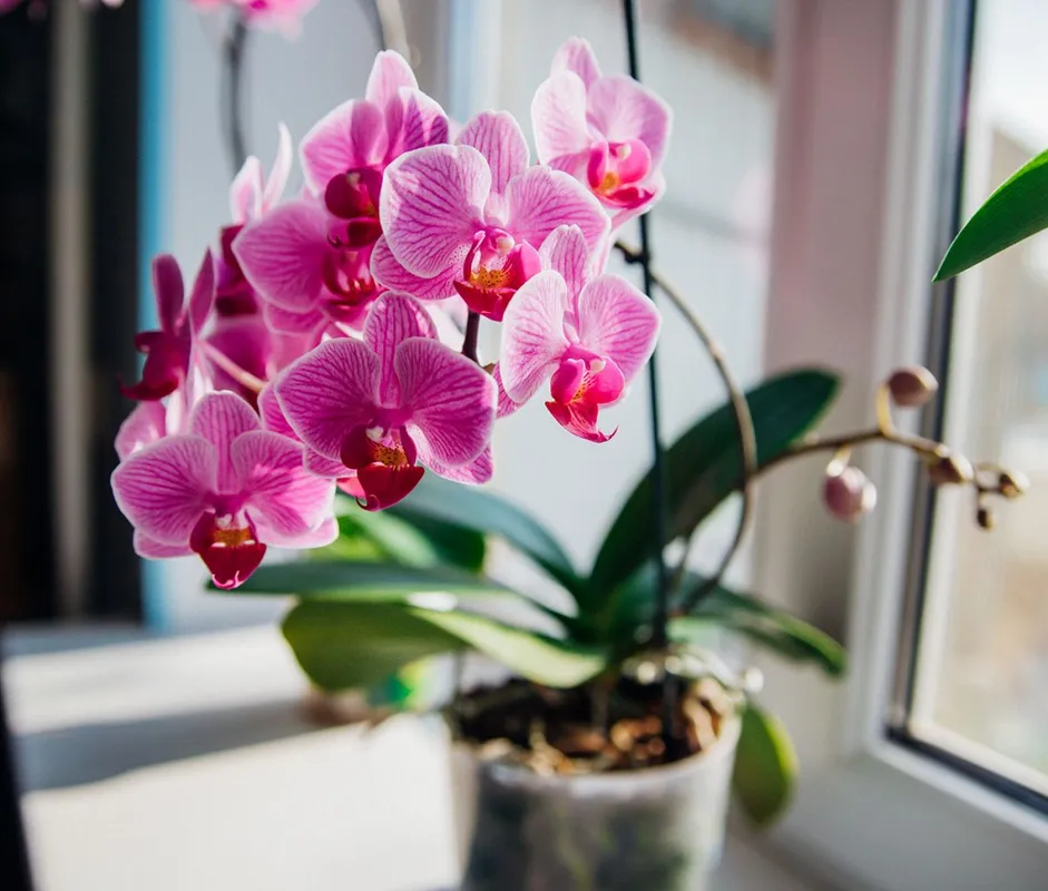 Pink,Flower,And,Leaves,Of,The,Phalaenopsis,Orchid,In,A