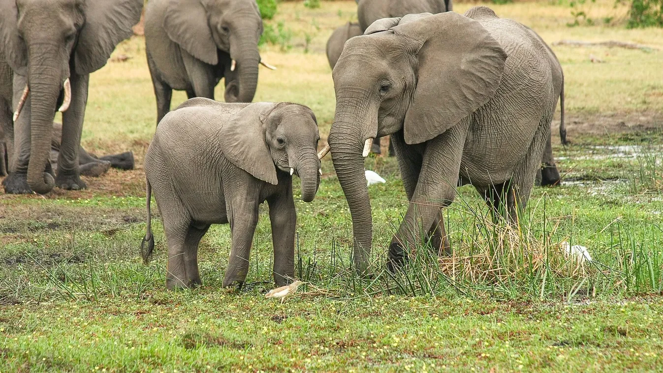 Hátborzongató: Videón, ahogy 5 tonnás apja nekimegy a nyíregyházi kiselefántnak