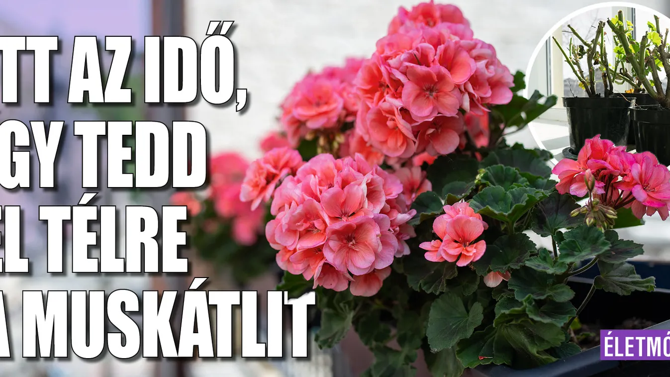 Itt az idő, így tedd el télre a muskátlit