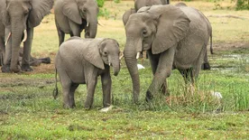 Hátborzongató: Videón, ahogy 5 tonnás apja nekimegy a nyíregyházi kiselefántnak