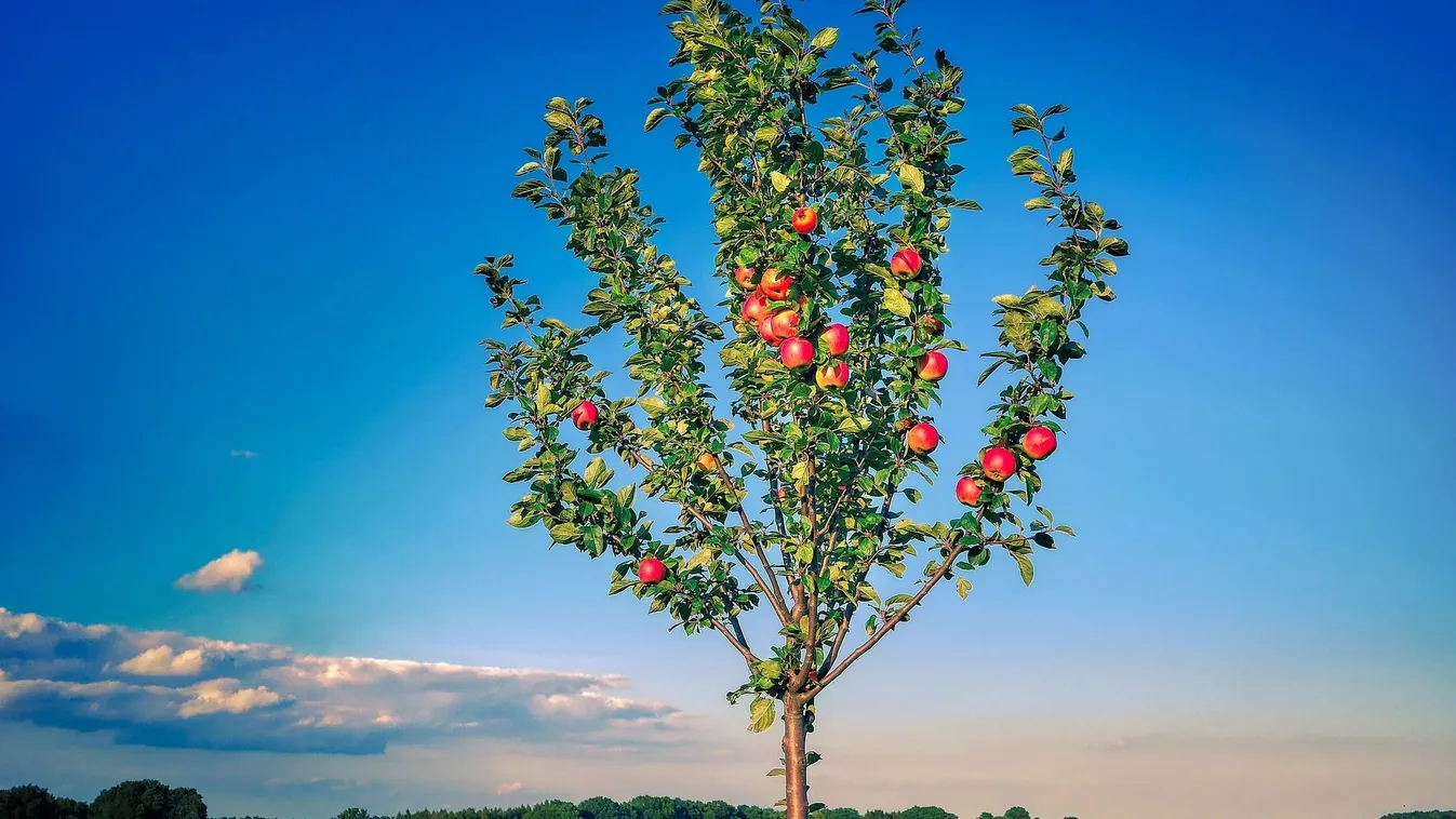 Ezt a hibát ne kövesd el, ha fát ültetsz ősszel