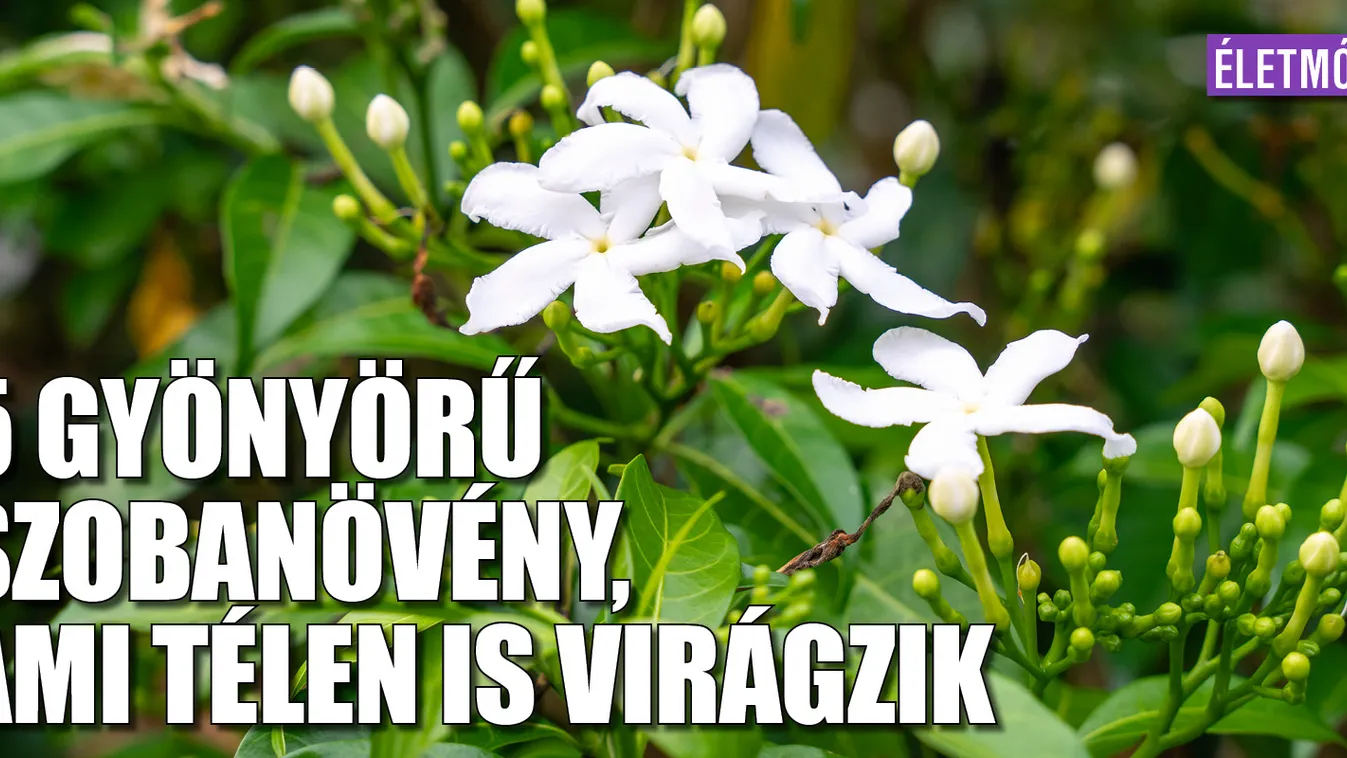 5 gyönyörű szobanövény, ami télen is virágzik