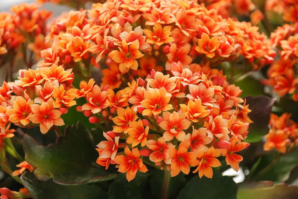 Kalanchoe,Plant,With,Orange,Flowers,,Kalanchoe,Blossfeldiana,,Potted,Kalanchoe
