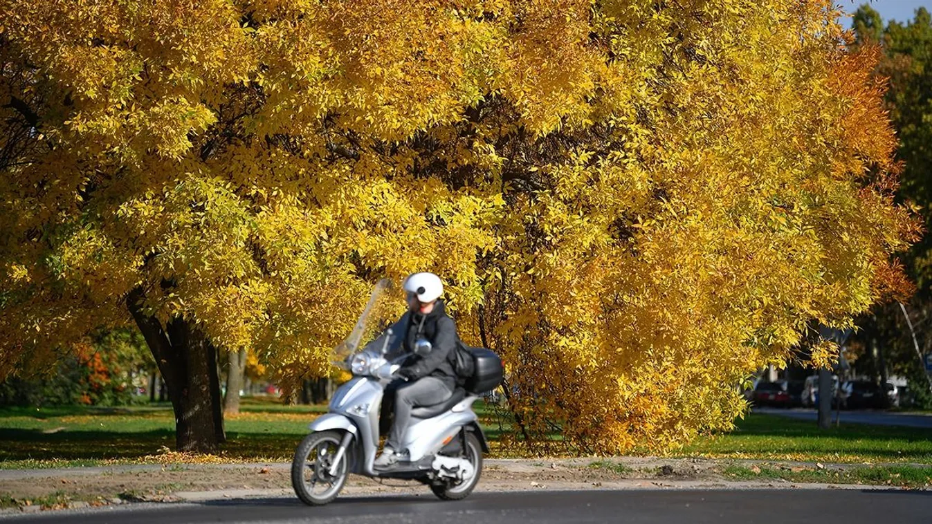 Kinek kell eltakarítania az útra hullott faleveleket?