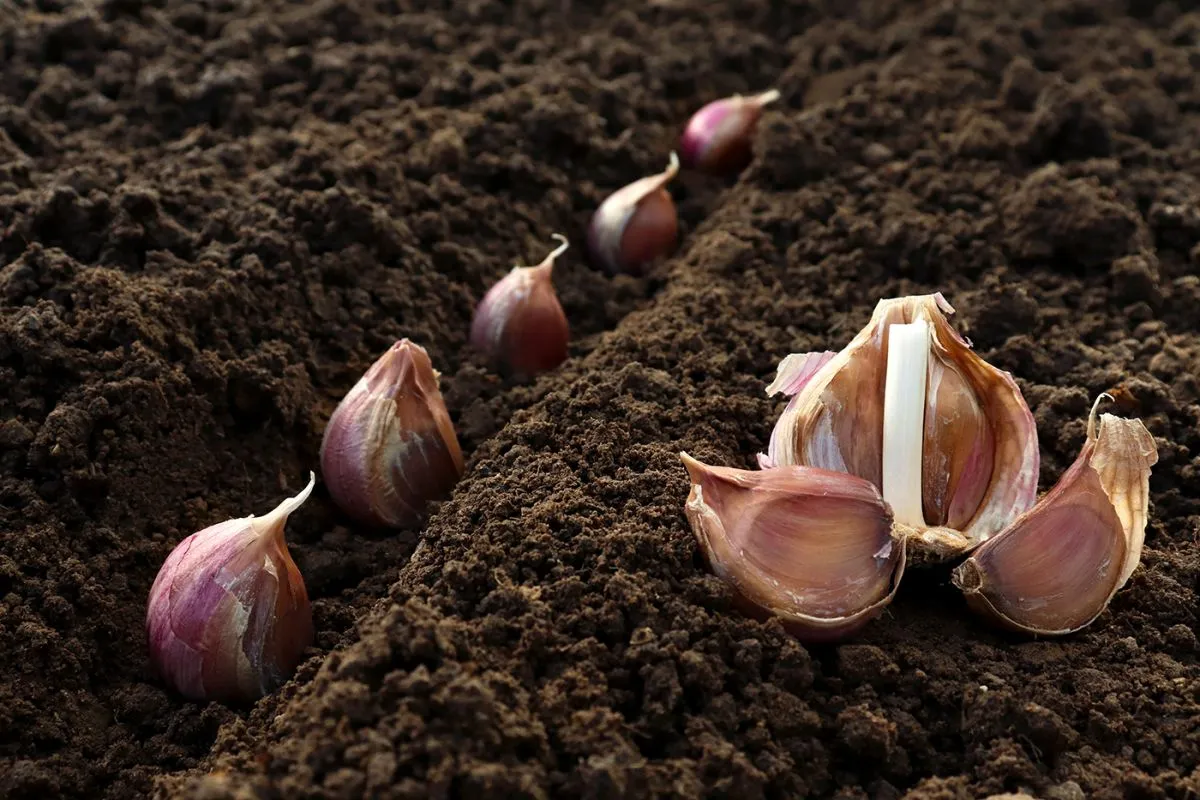 Garlic,Planted,In,The,Hole,Soil,Close-up.,The,Process,Of