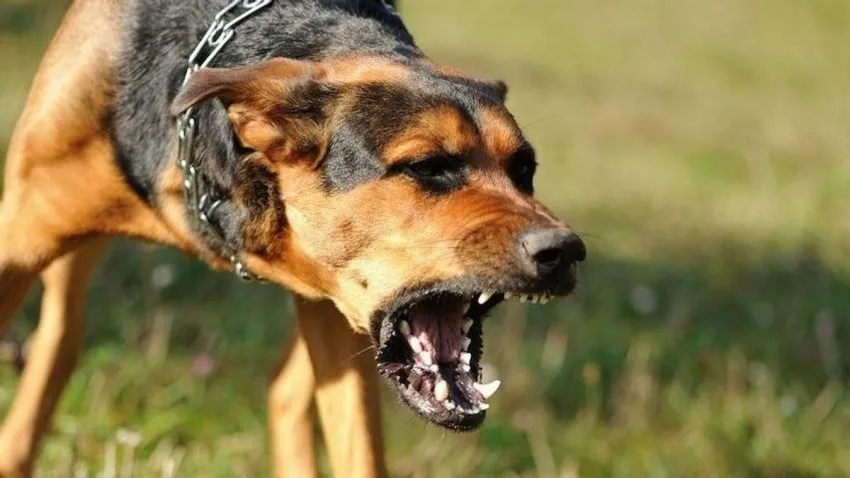 Kutyatámadás Szegeden 