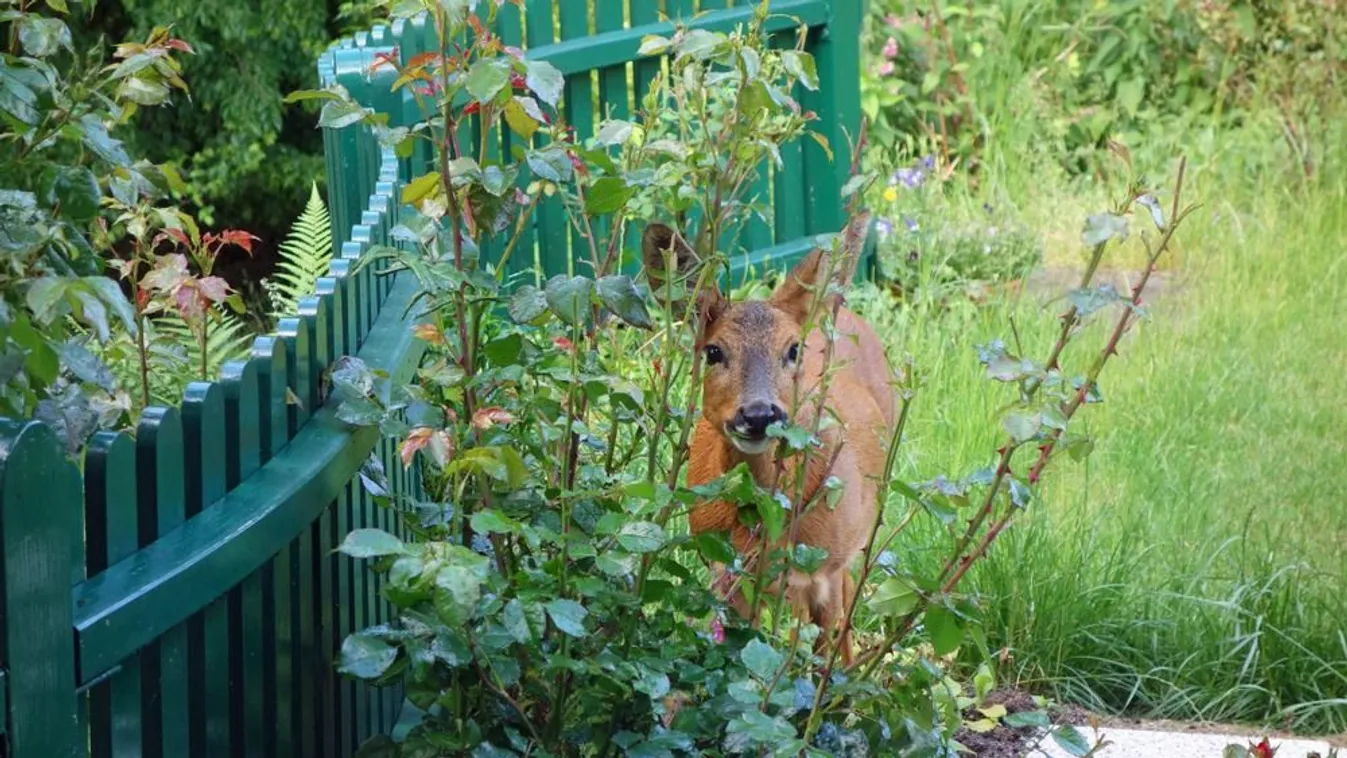 Így védd meg a facsemetéidet a nyulaktól, őzektől
