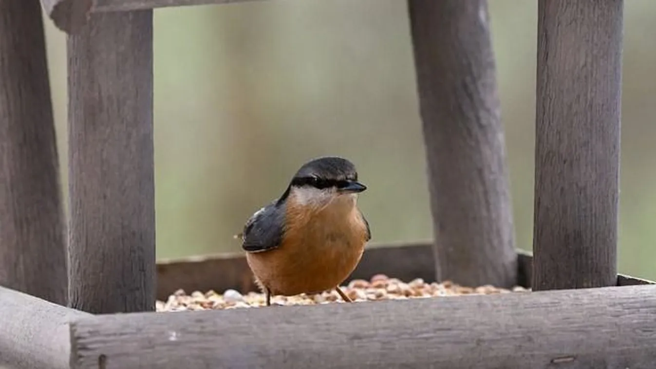 Kell etetnünk a madarakat? - nem ilyen egyszerű a helyzet