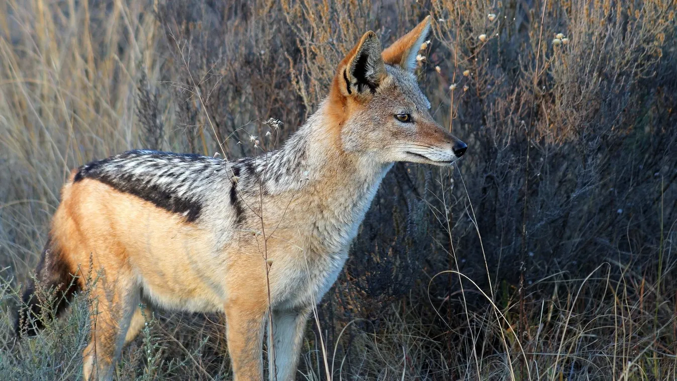 Sakál tartja rettegésben Pécs lakóit