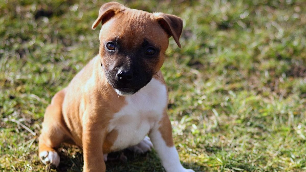 Így teljesítette haldokló kutyája bakancslistáját – Videó