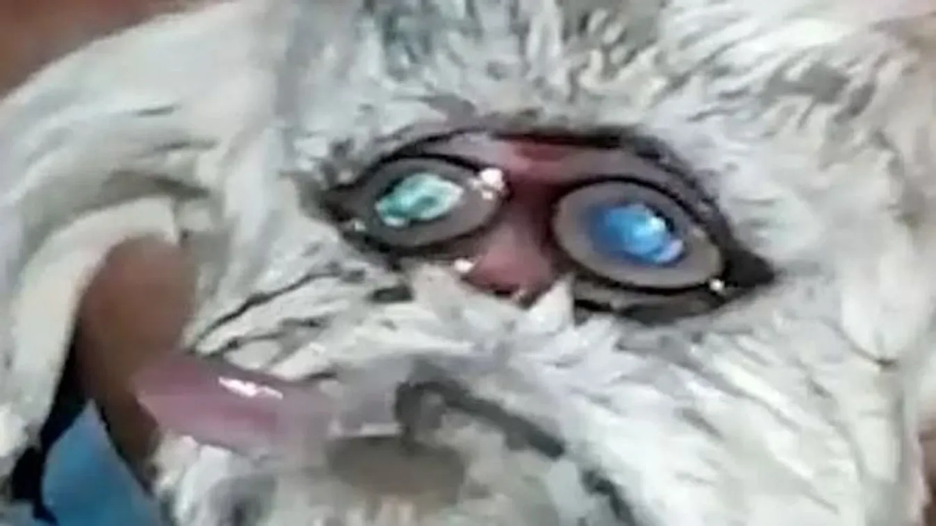 A Mikulásra hasonlít az emberfejjel született kecske - Fotó