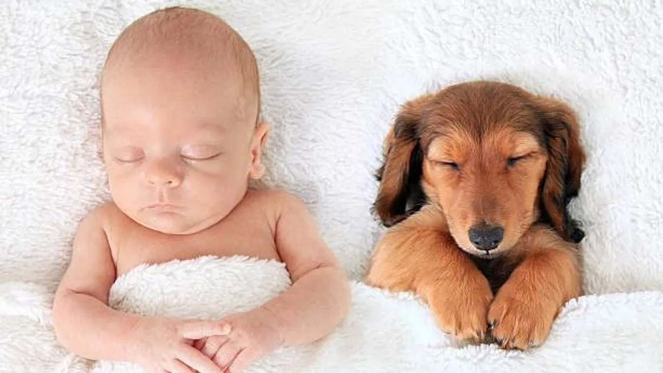 Ezt tette a vizsla gazdija újszülött babájával – Videó