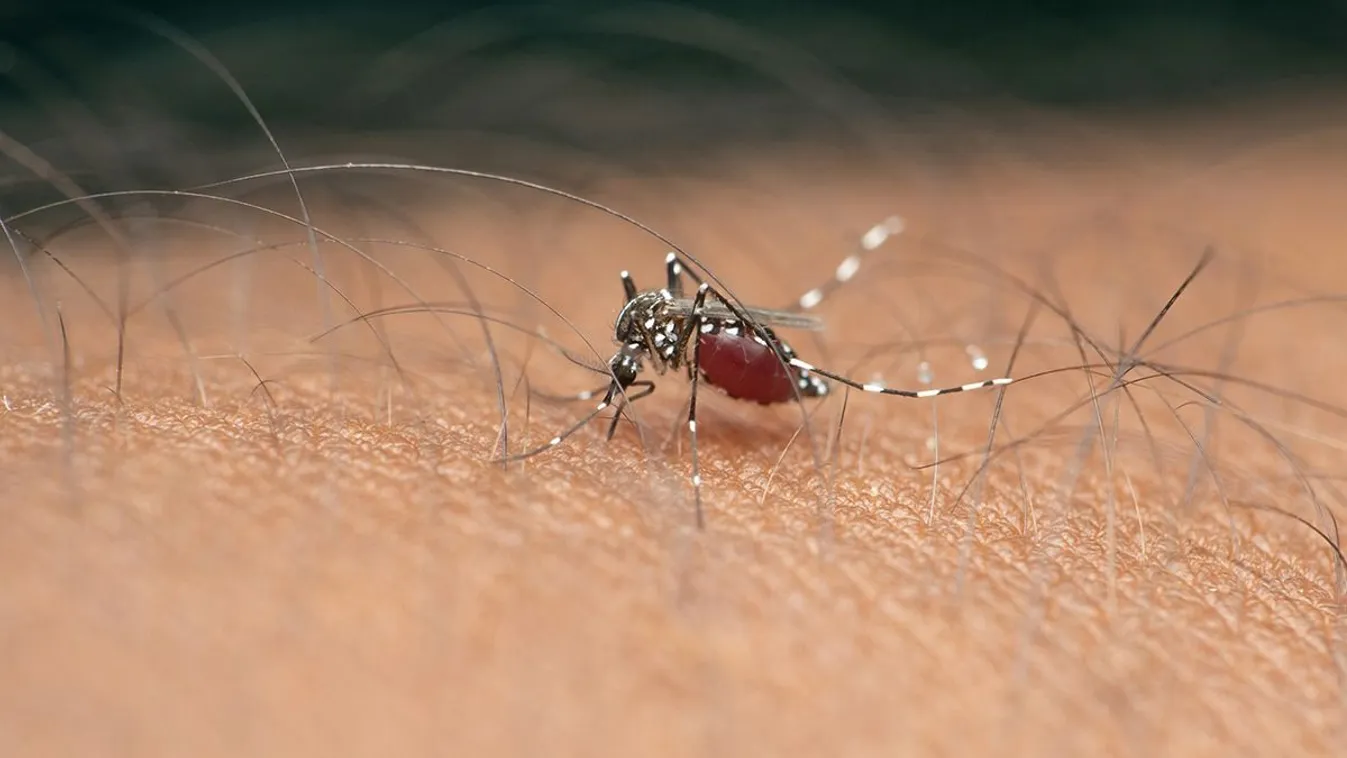 Tigrisszúnyog csípte meg, kómába esett tőle