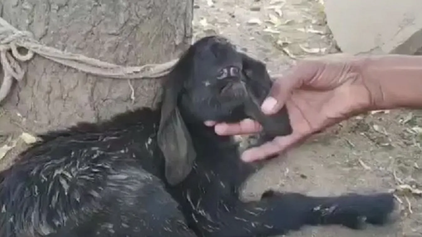 Szörnyet ellett egy gazda kecskéje - Fotó