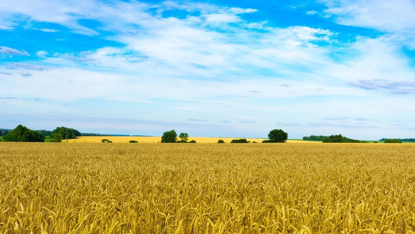 Így seftelnek az ukrán termőföldekkel