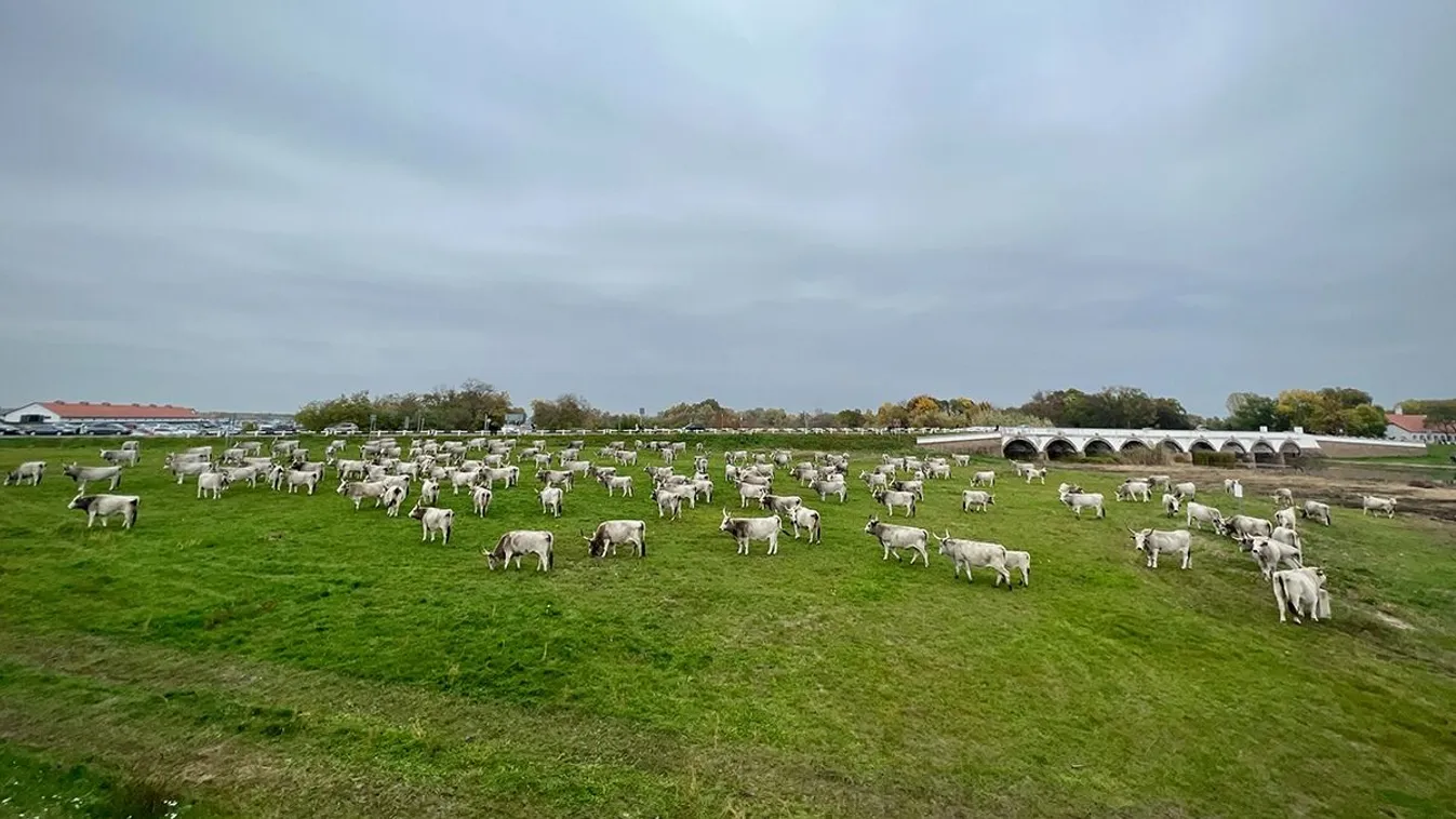 Igazi szenzáció: Nem hiszed el, mi tűnt fel a Hortobágyon