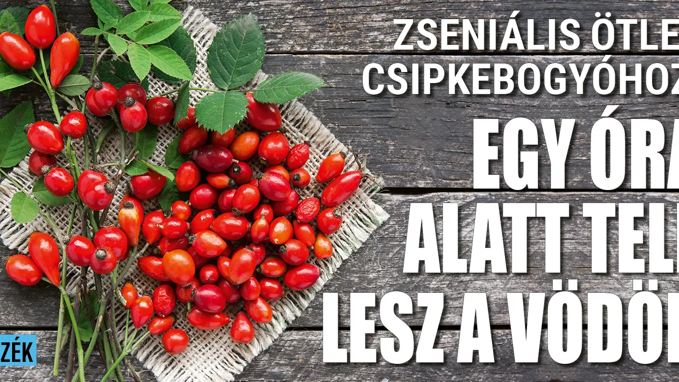 Zseniális ötlet csipkebogyóhoz: egy óra alatt egy vödör!