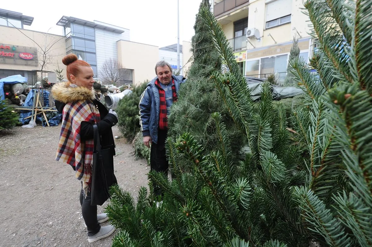 Karácsonyfa vásár
