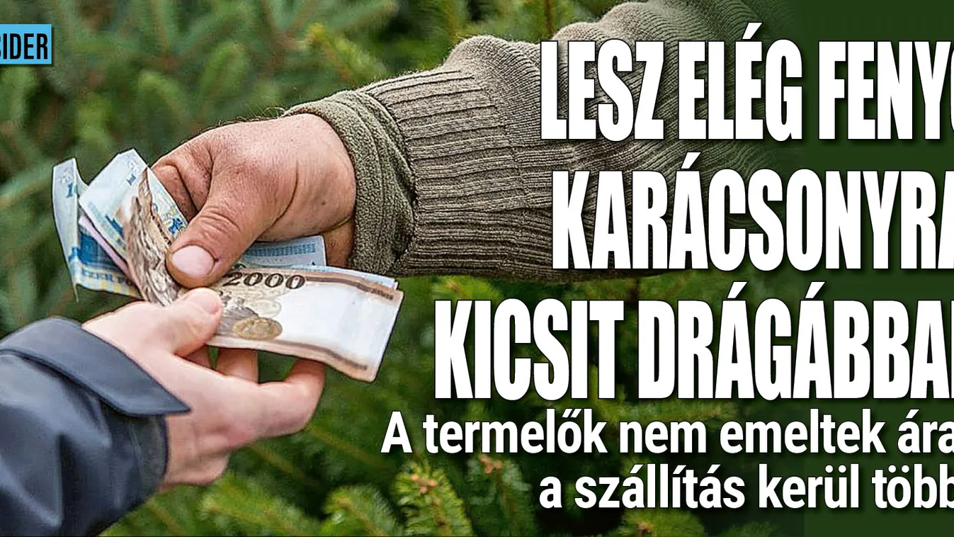 Idén is lesz elég fenyő, mutatjuk az árakat
