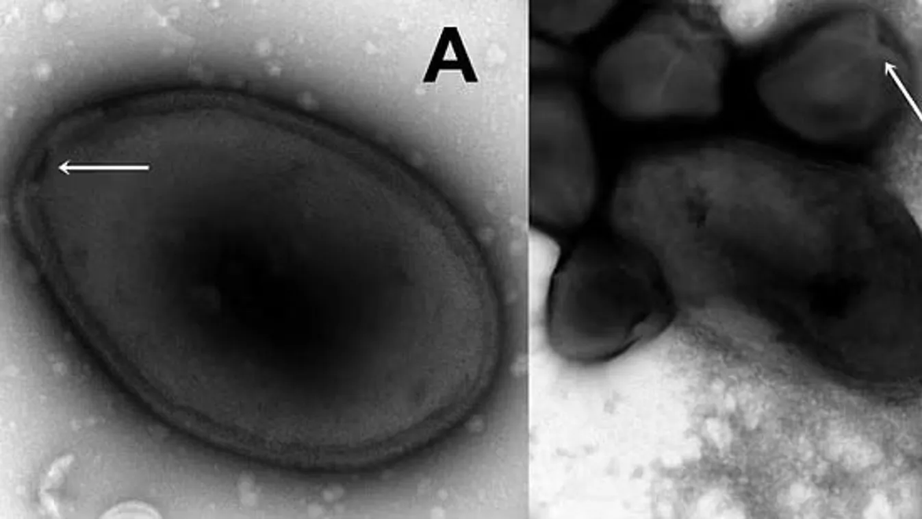 Megfagyott „zombi-vírust” ébresztettek fel a tudósok
