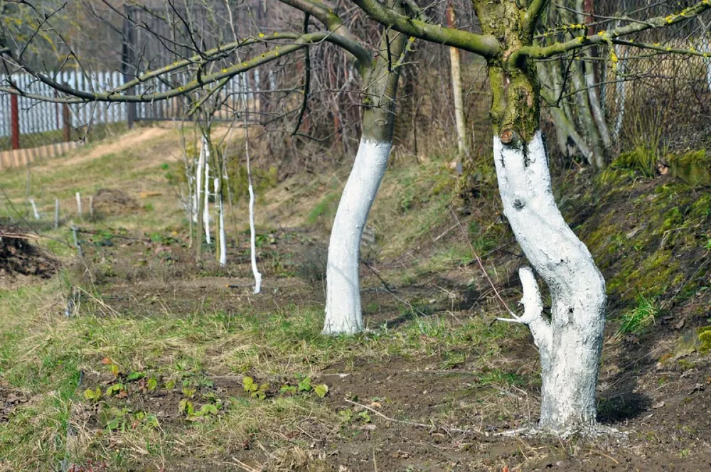 Régen minden ősszel szokás volt fehérre meszelni a fák törzsét.