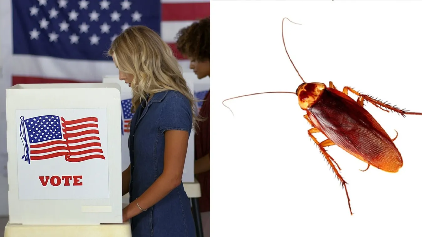 Csótányokhoz hasonlította a jobboldalra szavazó nőket egy amerikai műsorvezető