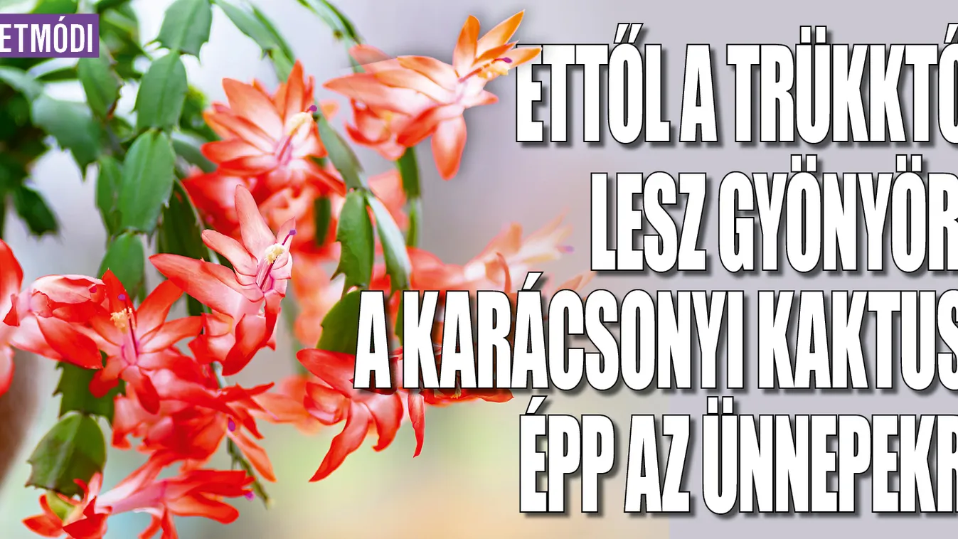 Ettől a  trükktől lesz gyönyörű a karácsonyi kaktusz