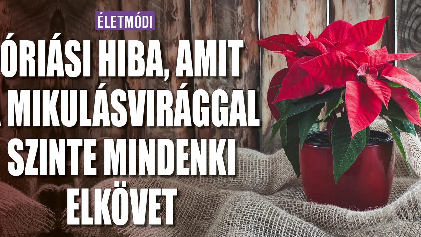 Óriási hiba, amit a mikulásvirággal mindenki elkövet