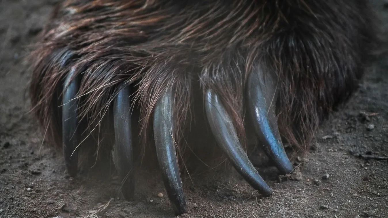 Kutyasétáltatás közben támadta meg a nőt egy medve