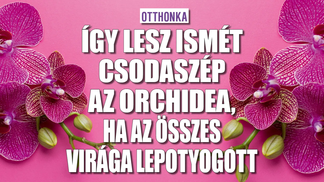 Így lesz ismét szép az orchidea, ha lepotyogott a virága