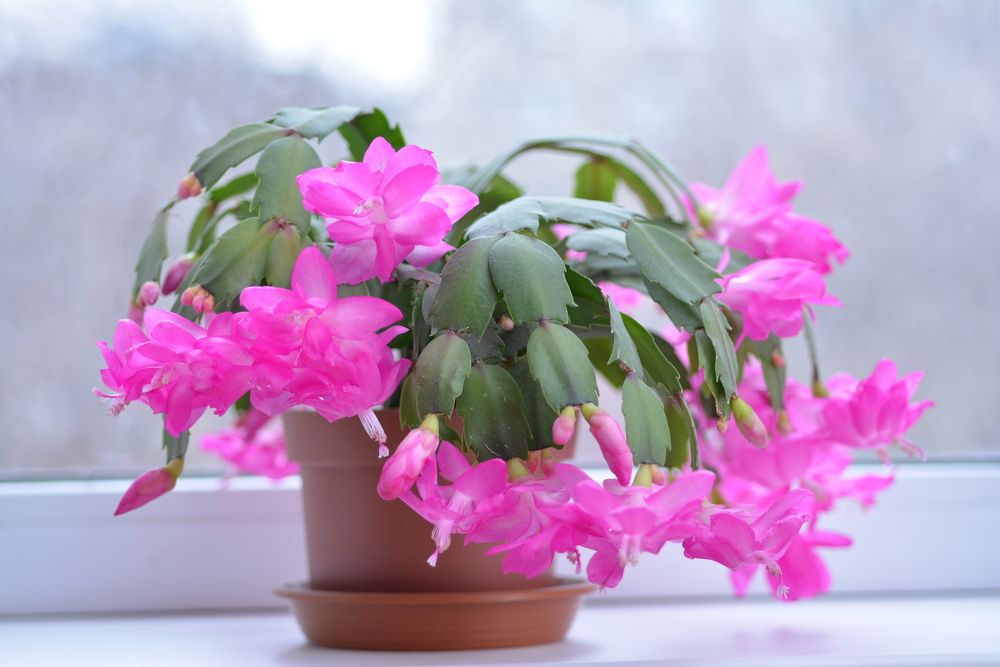 Spring,Background,Illustration,For,The,Web,Site,Banner.,Schlumbergera,Plant