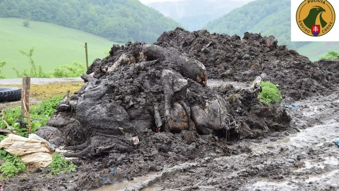 Szörnyű dologra bukkantak a rendőrök, lebukott a vállalkozó