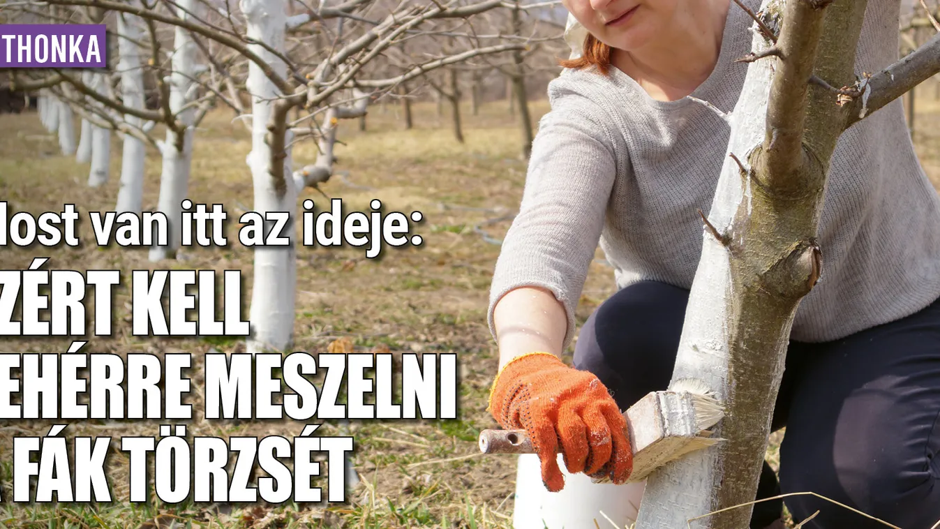 Ezért kell fehérre meszelni a fák törzsét