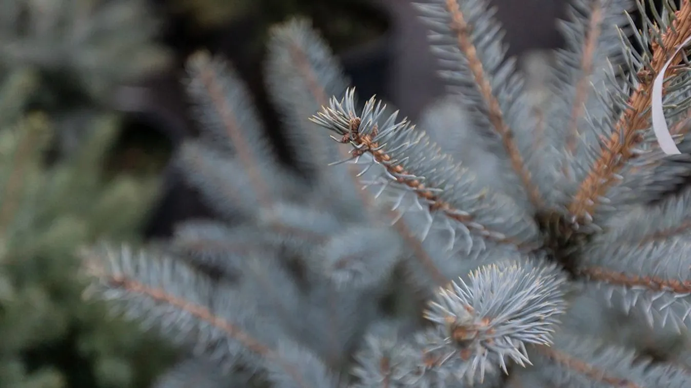 Ilyen karácsonyfát még nem láttál – Fotó!