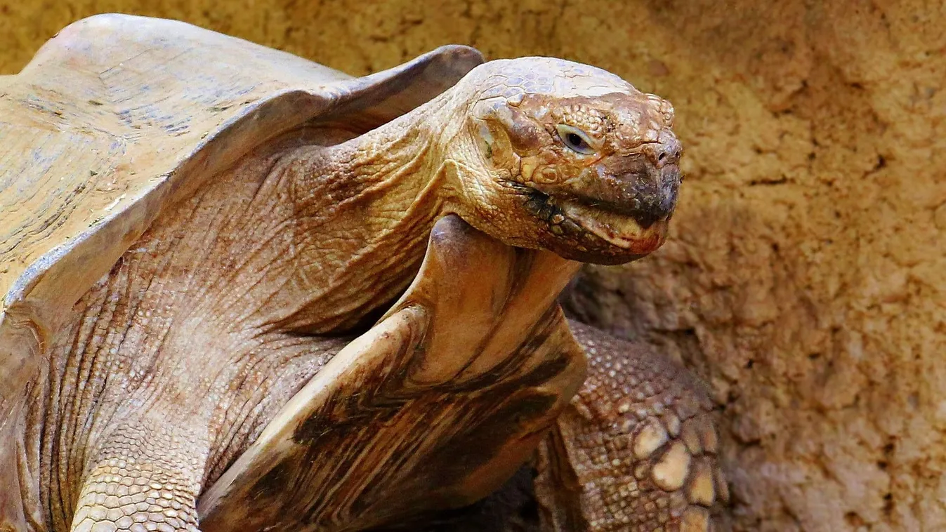 Felismeri az orvosa hangját, pedig már 190 éves – mi az?