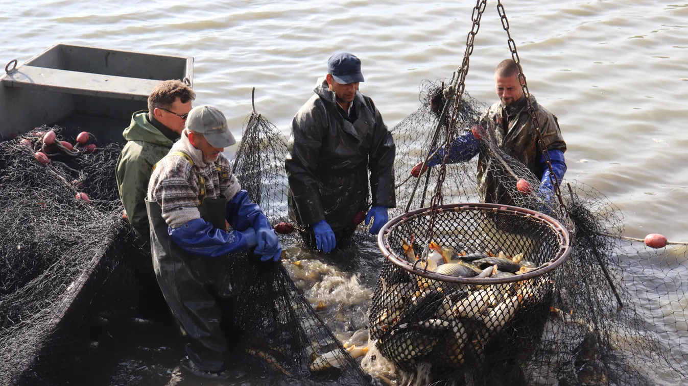 Megkezdődött a karácsony halszüret - videó