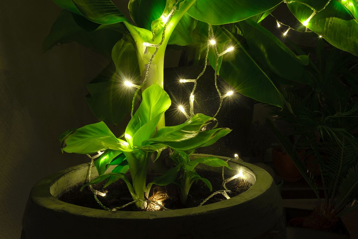 Abstract,Composition,Of,Illuminated,Garland,Hanging,On,The,Banana,Tree