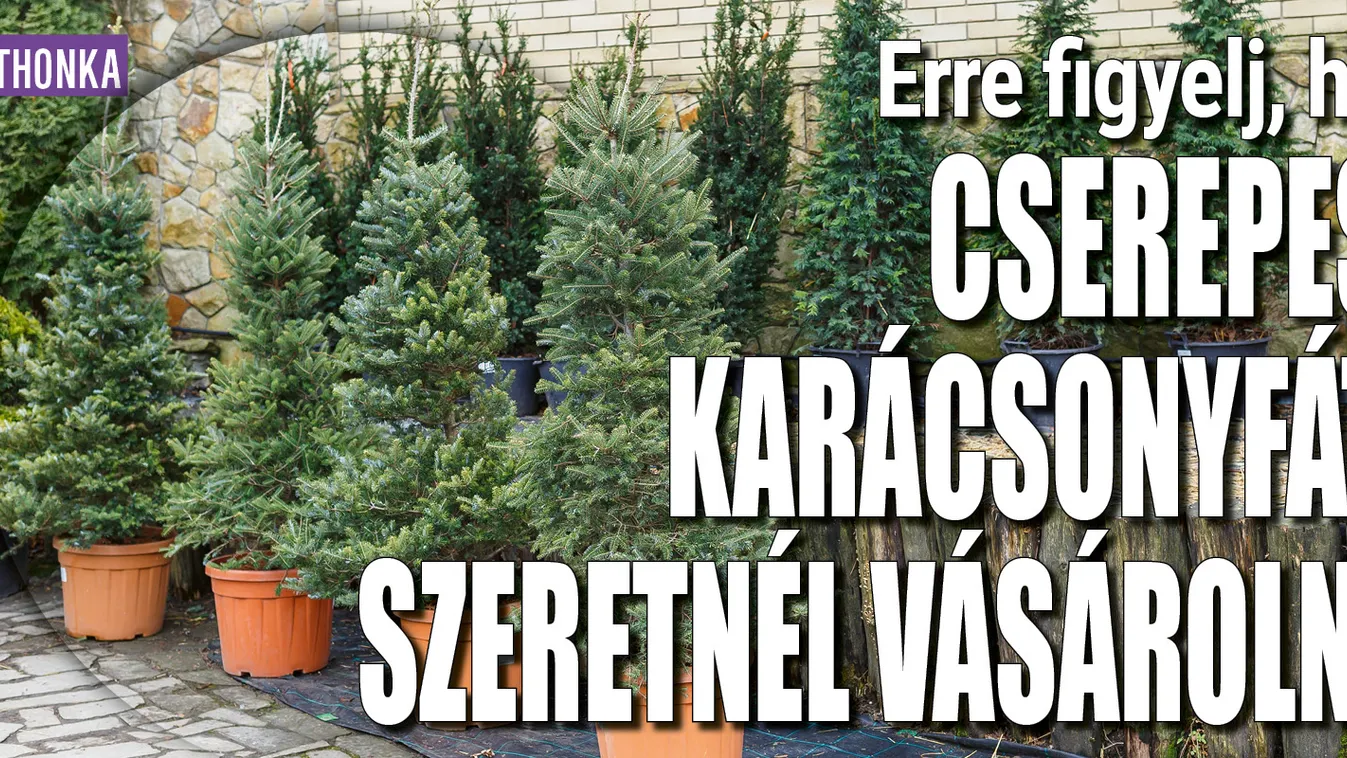 Erre figyelj, ha cserepes karácsonyfát szeretnél vásárolni