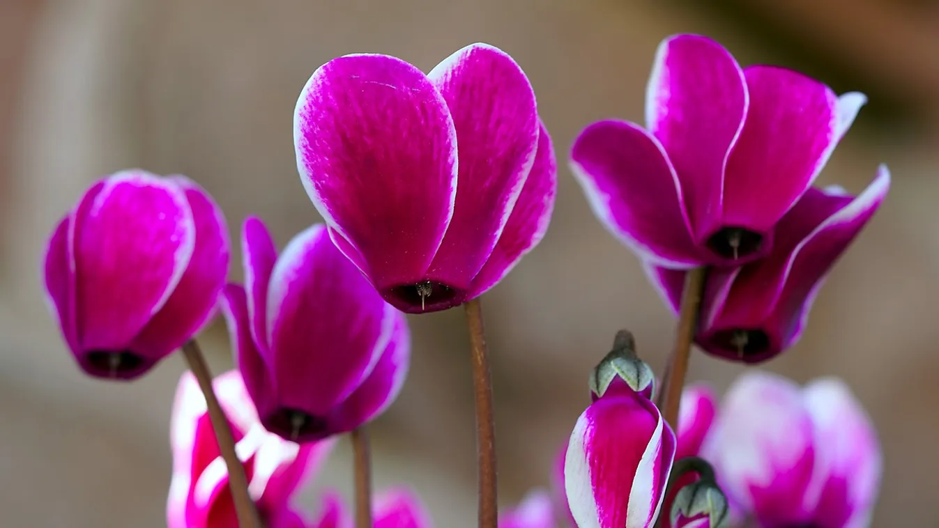 Ezt kell tenni, hogy gyönyörű legyen a ciklámened