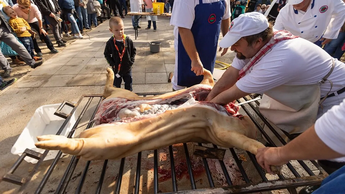 Tiltott vágásra készültek - A rendőrség lefoglalta a disznót (Videó)