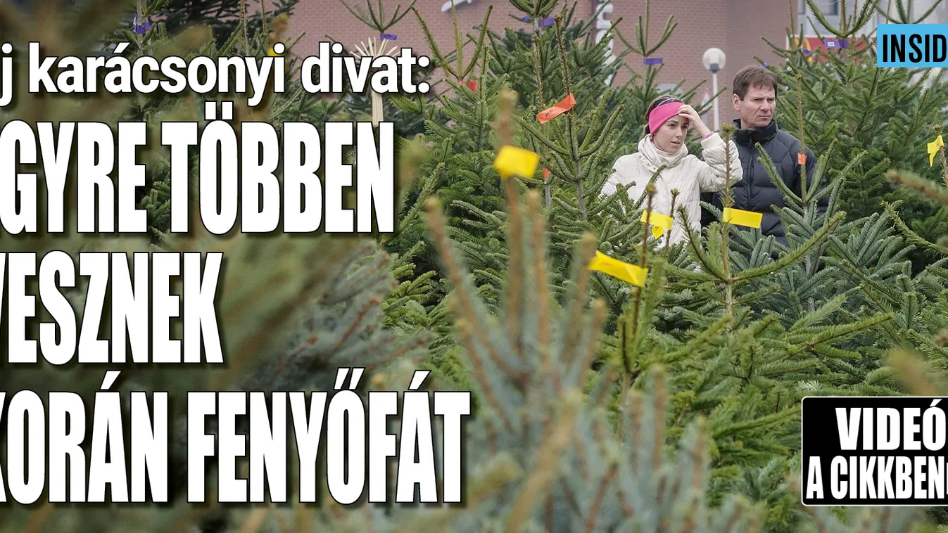 Új karácsonyi divat: egyre többen vesznek korán fát – Videó
