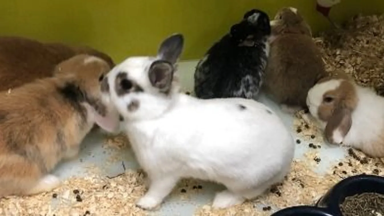 Lecsapott a Nébih - szörnyű, hogy éltek a házikedvencek